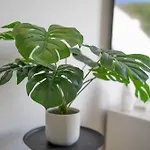Nova Appartement
